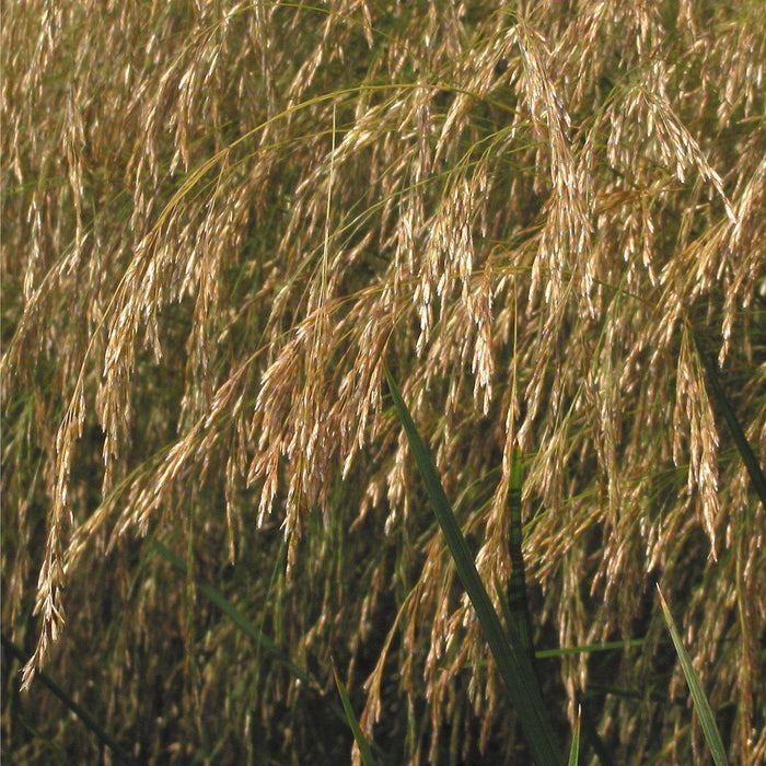 Deschampsia cespitosa  - Tufted Hairgrass - Shipped