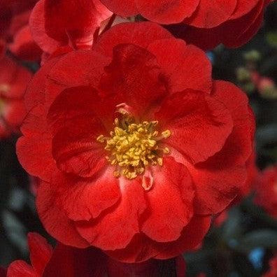 PW® Double Take™ Scarlet Flowering Quince - Shipped