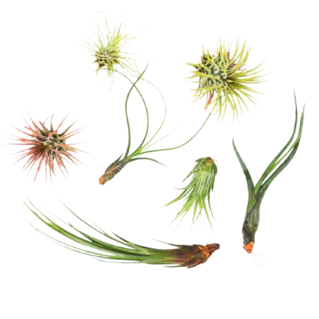 species of air plants 7 Tillandsia Air Plants 2-7in