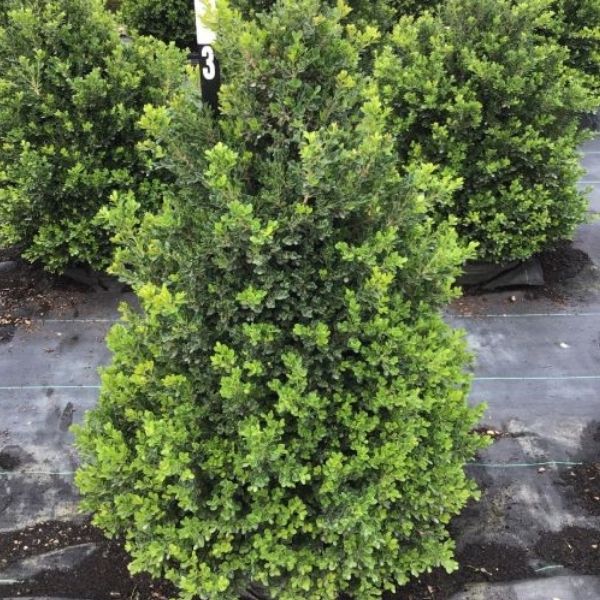 Buxus 'Cranberry Creek' - Shipped