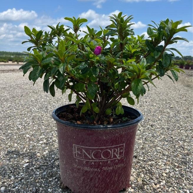 Rhododendron ‘Roblezd’  - Encore® Autumn Majesty™ Azalea - Shipped