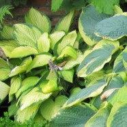 Hosta 'Island Breeze'  - Island Breeze Hosta - Shipped