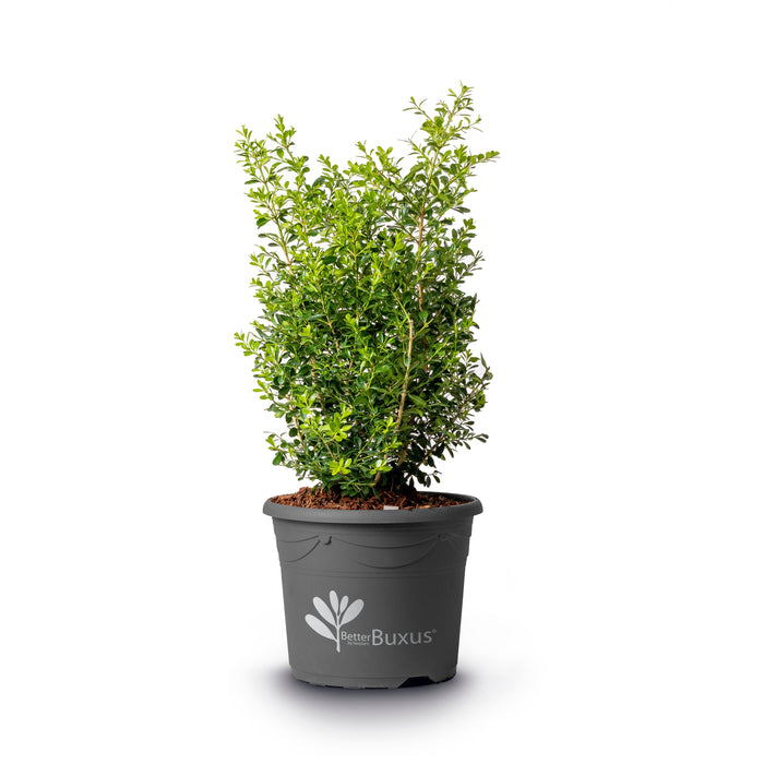Buxus 'HER2009B03’ PP32275  - BetterBoxwood® Skylight™ Boxwood - Shipped