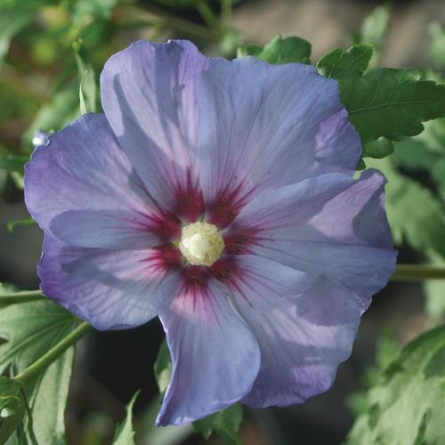 Azurri Blue Satin® Rose of Sharon - Shipped