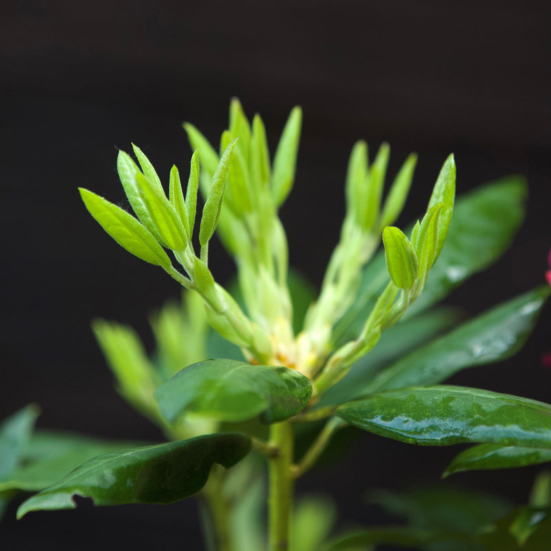 Pink Rosebay Rhododendron - Shipped