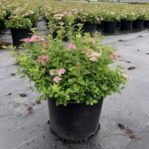 Little Princess Spirea - Shipped