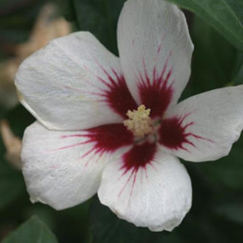 Lil' Kim® Hibiscus - Shipped