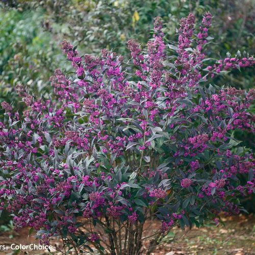 Pearl Glam® Beautyberry - Shipped