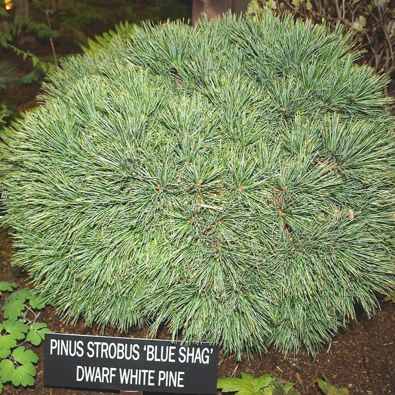 Blue Shag White Pine - Shipped