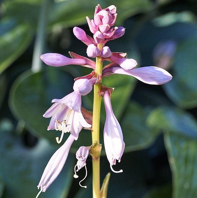 Hosta 'Lakeside Paisley Print'  - Lakeside Paisley Print Hosta - Shipped