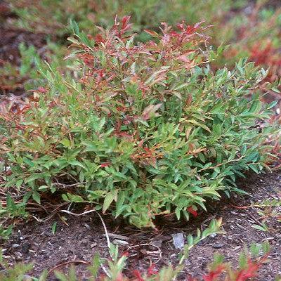 Vaccinium angustifolium 'Burgundy'  - Burgundy Lowbush Blueberry - Shipped