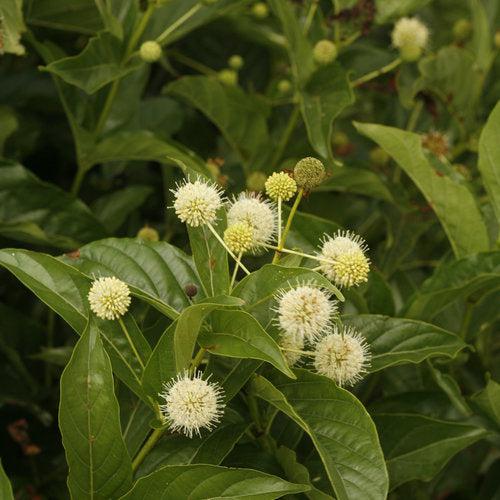 Cephalanthus occidentalis 'SMCOSS'  - Sugar Shack® Buttonbush - Shipped
