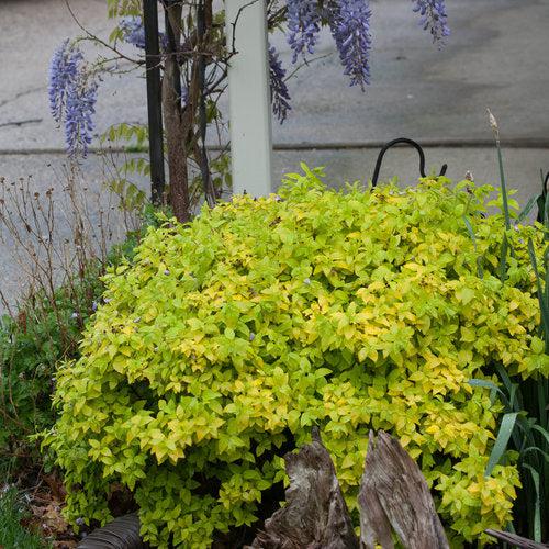 Double Play® Gold Spirea - Shipped