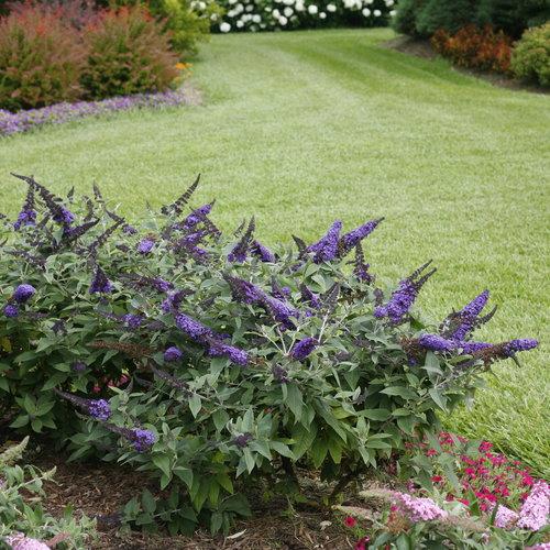 Buddleia davidii 'SMNBDBT' PP#28,794  - Pugster Blue® Dwarf Butterfly Bush - Shipped