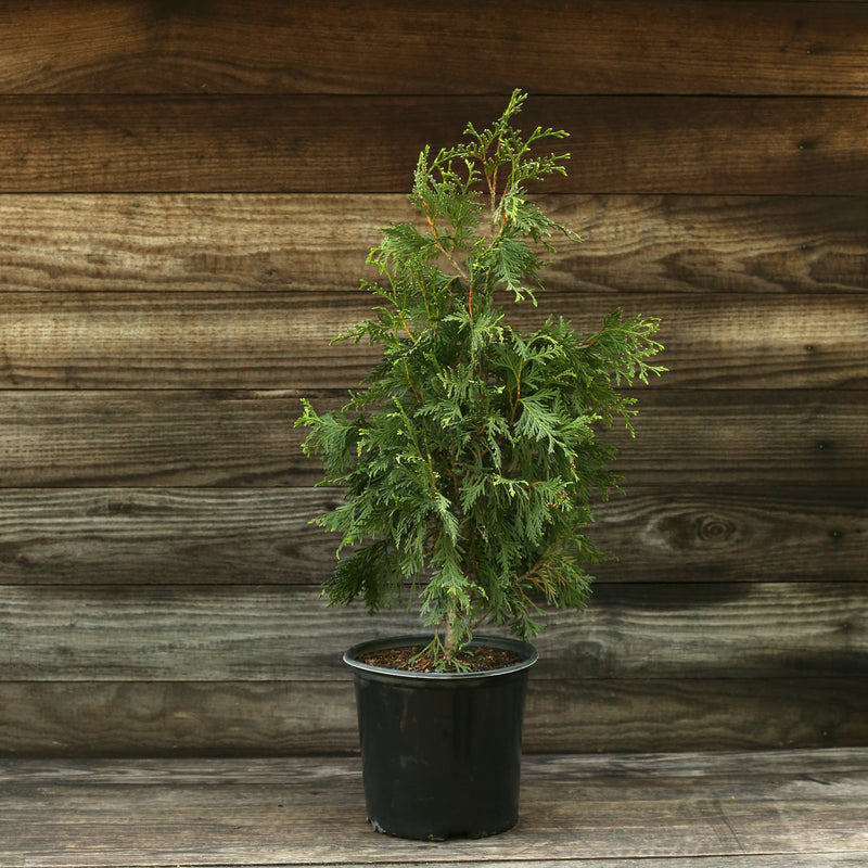 Green Giant Arborvitae - Shipped