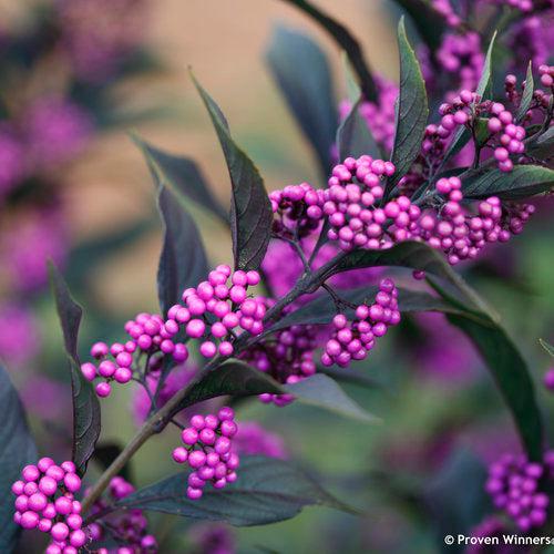 Pearl Glam® Beautyberry - Shipped