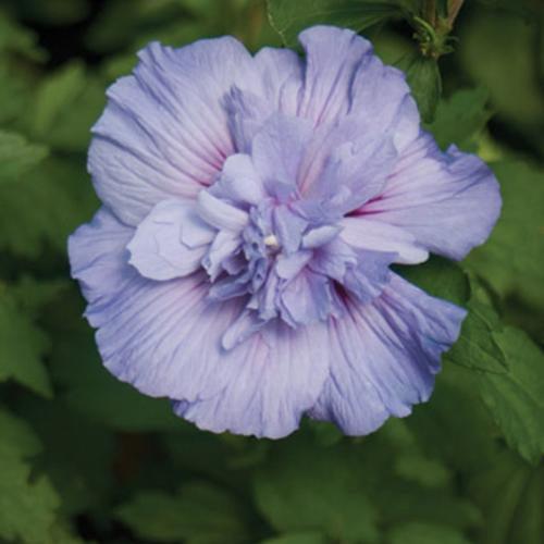 Hibiscus syriacus 'Notwoodthree'  - Blue Chiffon® Hibiscus - Shipped