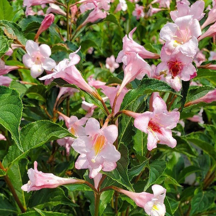 Weigela florida 'SMNWFRP'  - PW® Sonic Bloom® Pure Pink Weigela - Shipped