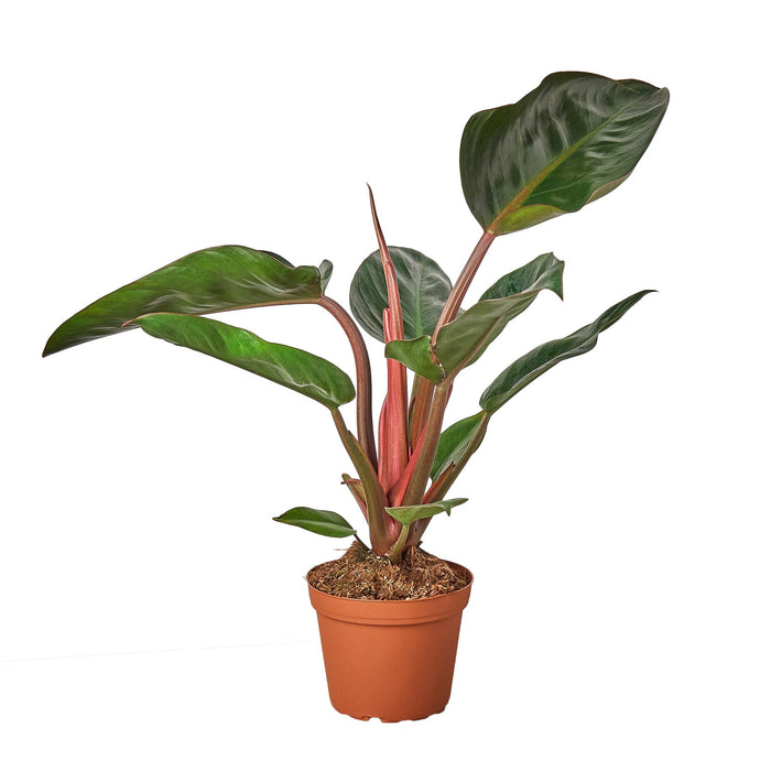 native philodendron The Snobby Leaf | Philodendron 'Congo Rojo' - 4 inch Pot