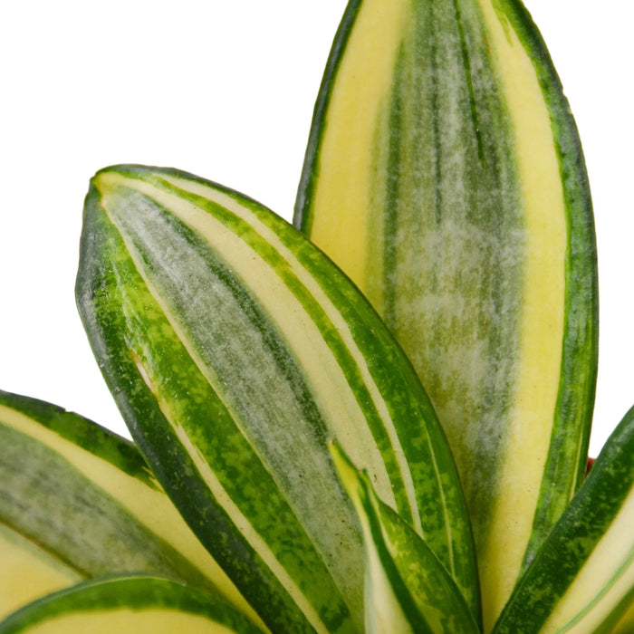 sansevieria trifasciata golden hahnii Snake Plant 'Gold Hahnii' 4" Pot
