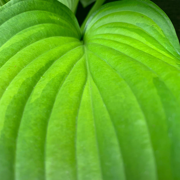 Hosta 'Guacamole'  - Guacamole Hosta - Shipped