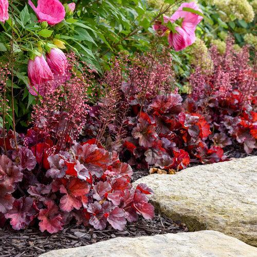 Heuchera 'Mahogany Monster'  - Primo® Mahogany Monster Heuchera - Shipped