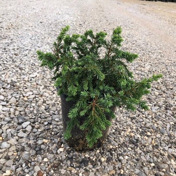 Blue Pacific Shore Juniper - Shipped