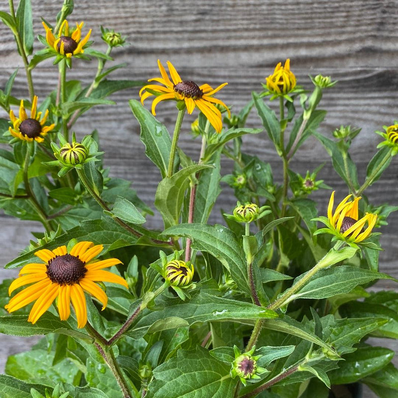 Black-Eyed Susan - Shipped