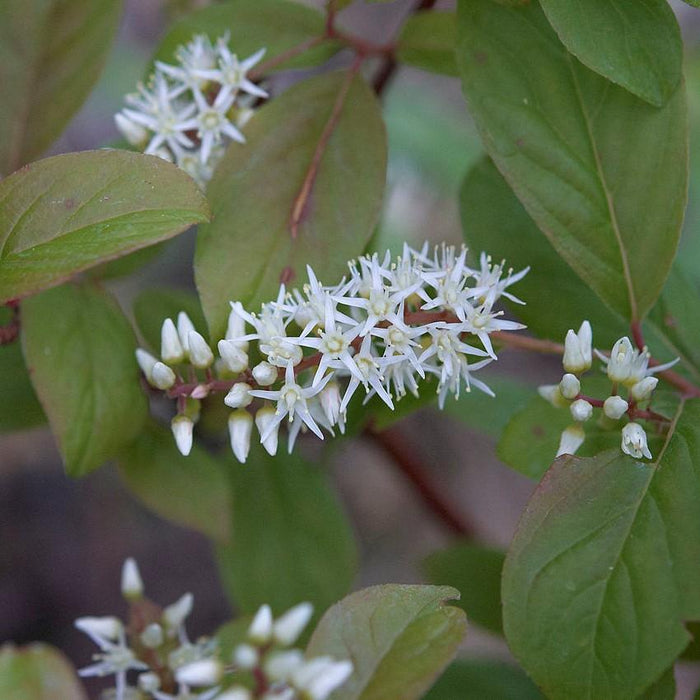 Itea virginica 'Henry's Garnet'  - Henry's Garnet Sweetspire - Shipped