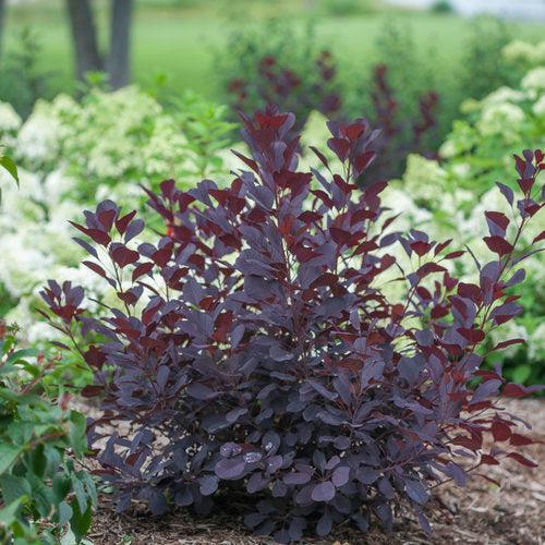 Winecraft Black® Smokebush - Shipped