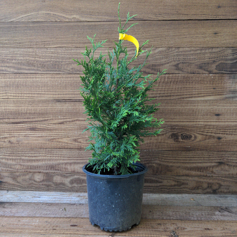 Green Giant Arborvitae - Shipped