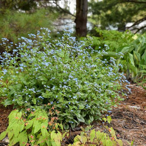 Queen of Hearts Heartleaf Brunnera - Shipped