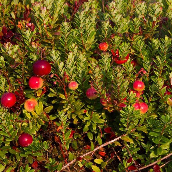 Vaccinium macrocarpon 'Pilgrim'  -  Pilgrim Cranberry - Shipped