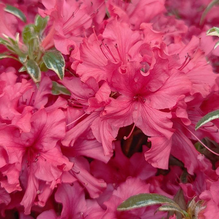 Azalea x 'Arctic Rose  - Arctic Rose Azalea - Shipped