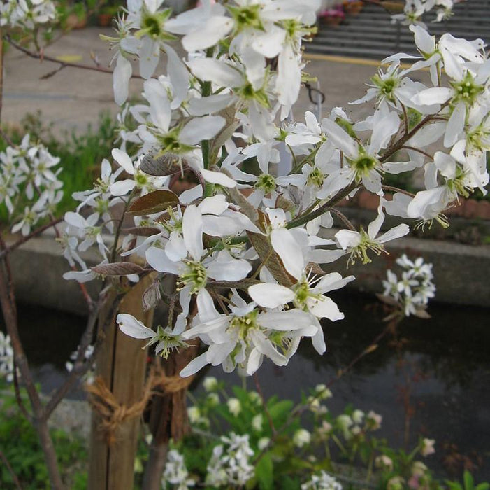 Amelanchier canadensis  - Shadblow Serviceberry - Shipped