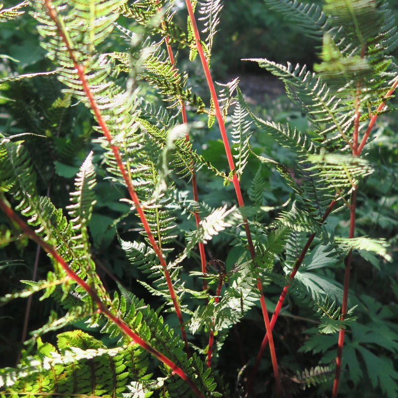 Lady in Red Fern, Northern Lady Fern - Shipped