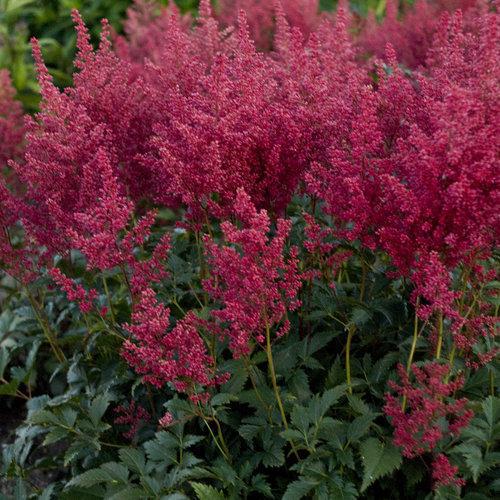 Montgomery Japanese Astilbe - Shipped