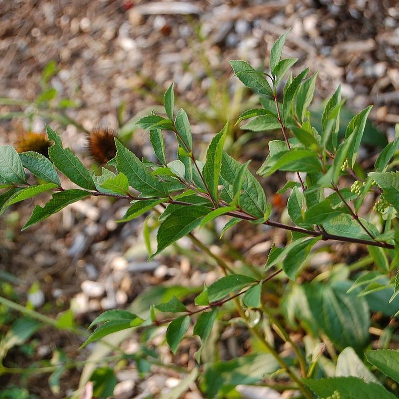 Early Amethyst Beautyberry - Shipped