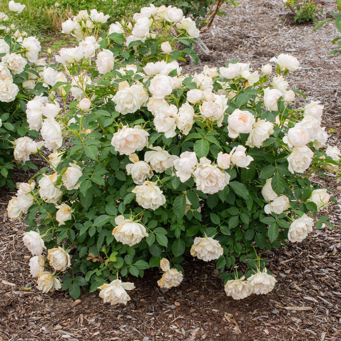 Rosa 'Meiradena'  - Icecap™ Rose - Shipped