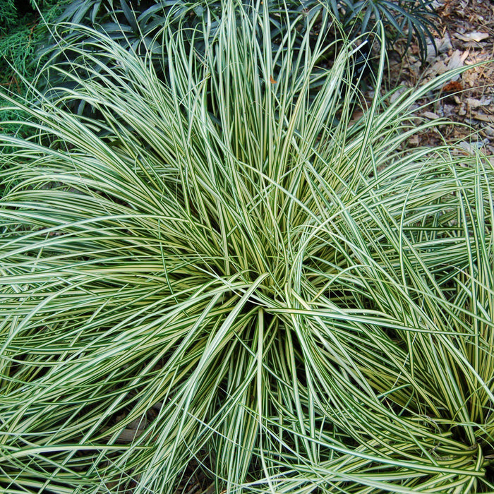 Carex oshimensis 'Evergold'  - Evergold Variegated Sedge - Shipped