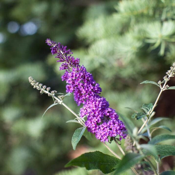 Buddleia davidii 'PIIBD-III' PP26,306  - First Editions® Psychedelic Sky™ Butterfly Bush - Shipped