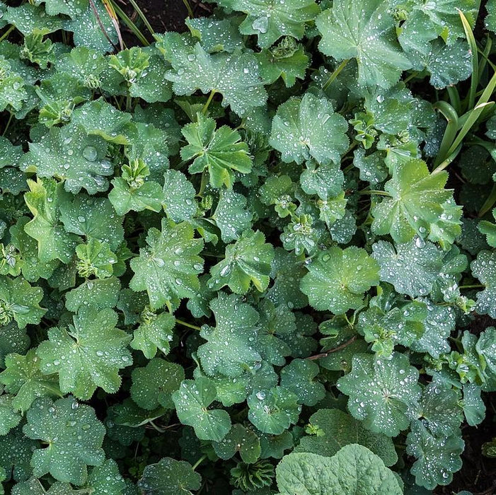 Lady's Mantle - Shipped
