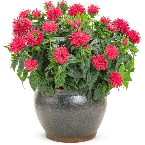 Pardon My Cerise Bee Balm - Shipped