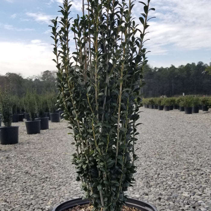 Ilex crenata 'Sky Pencil'  - Sky Pencil Japanese Holly - Shipped