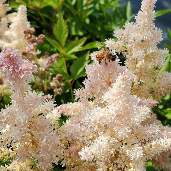 Astilbe 'Verssilvery Pink'  - Younique™ Silvery Pink Astilbe - Shipped