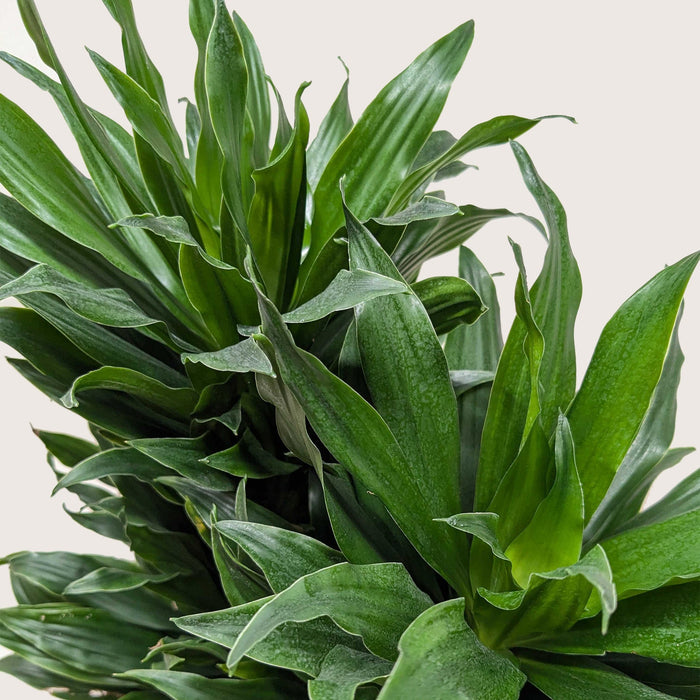 dracaena janet craig The Snobby Leaf | Dracaena 'Janet Craig' - 4 inch Pot
