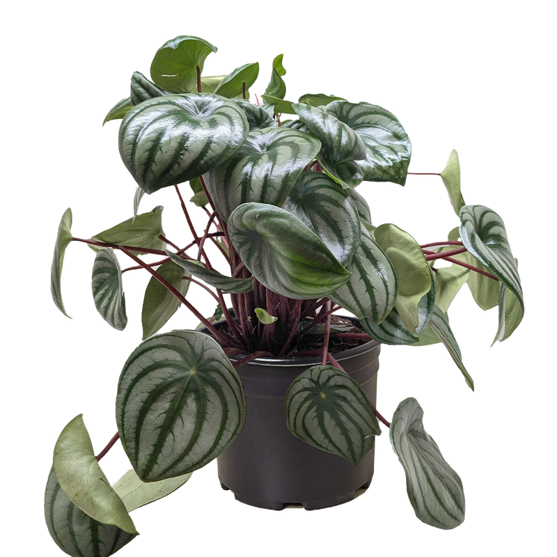 Peperomia Watermelon