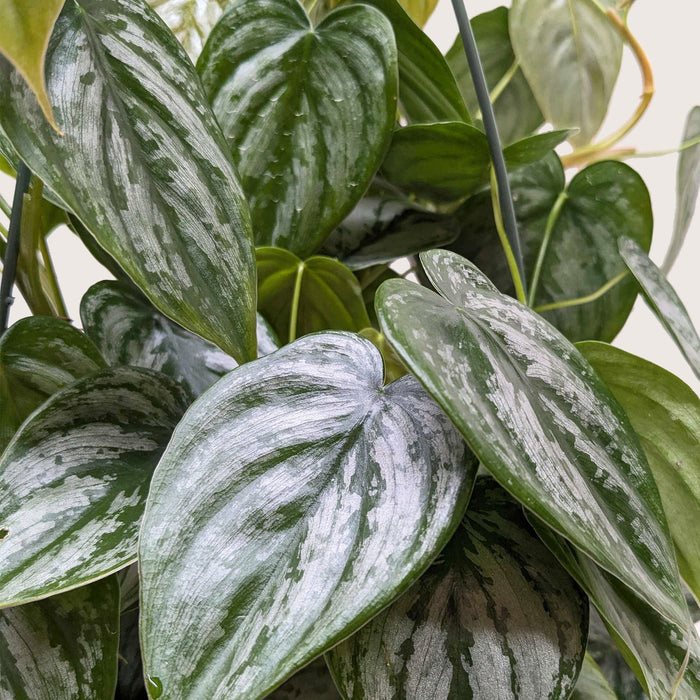 buy philodendron brandtianum Philodendron Brandi
