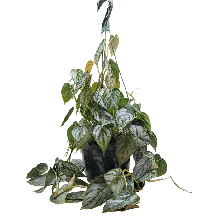 philodendron brandtii Philodendron 'Brandi' — The Gardeners' Choice