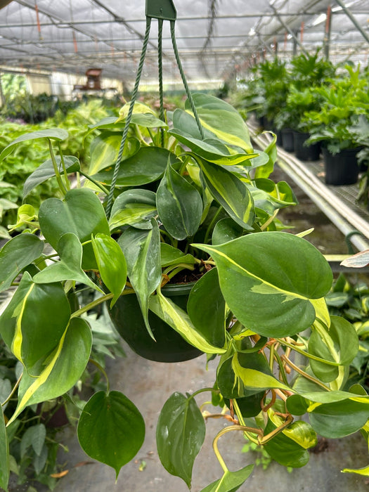 Philodendron 'Brasil'